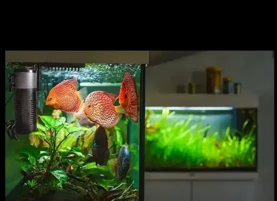 قبول واگذاری ماهی و لوازم آکواریوم و گیاه و...|ماهی|تهران, شهرک آپادانا|دیوار