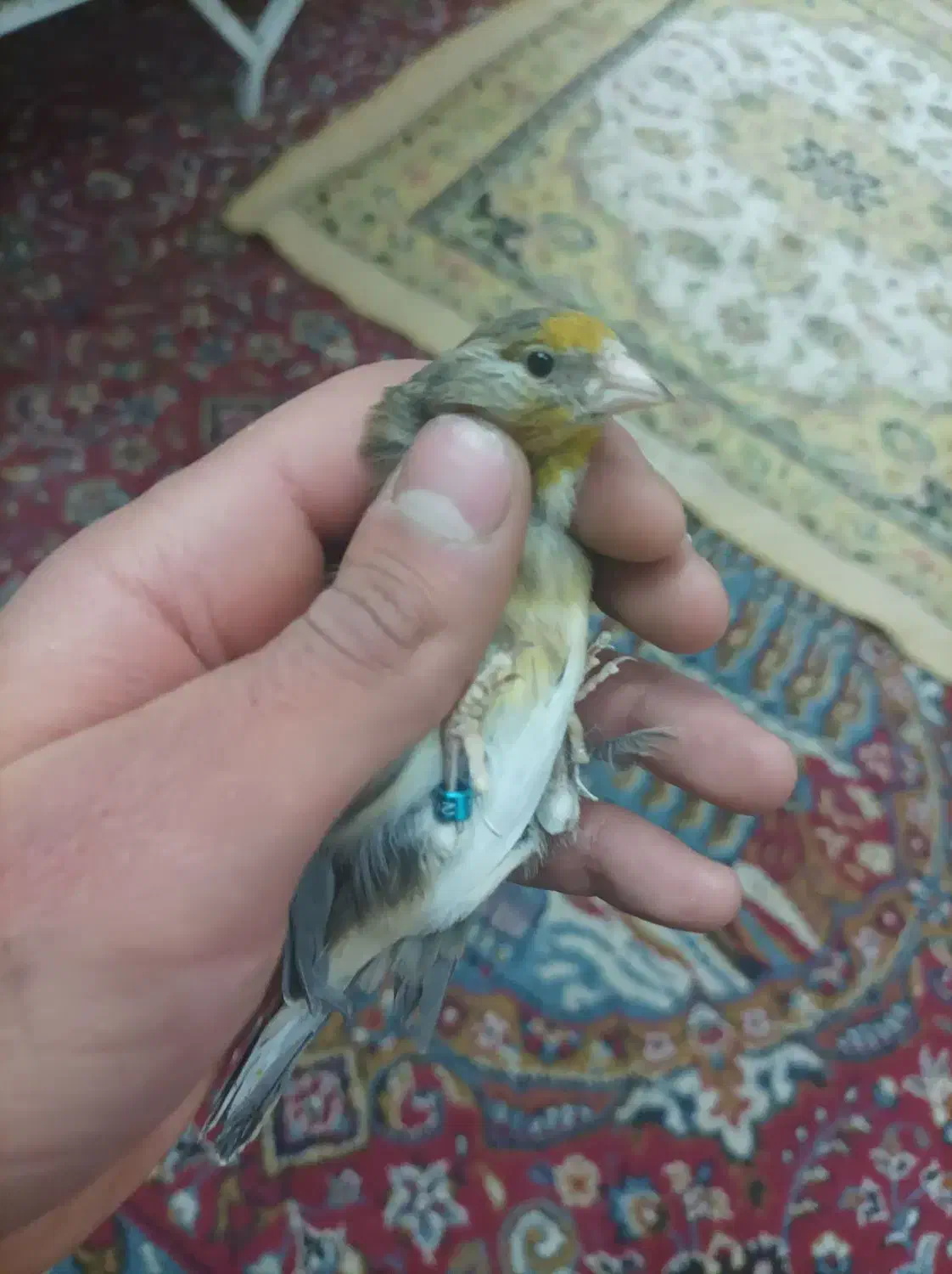 سهره قناری|پرنده|اراک, |دیوار