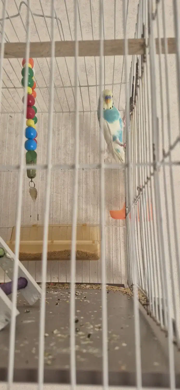 مرغ عشق|پرنده|مشهد, نوید|دیوار