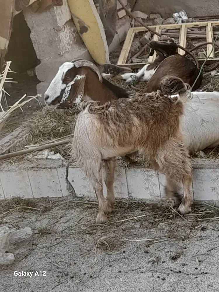 بز سالم وسرحال|حیوانات مزرعه|خرمشهر, |دیوار