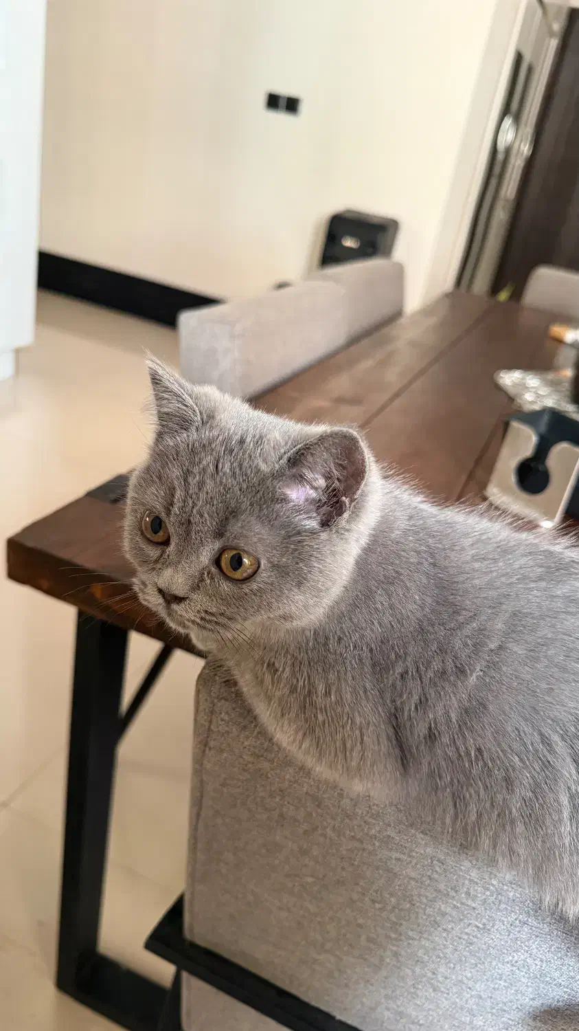 گربه بریتیش بلو|گربه|بندرعباس, |دیوار