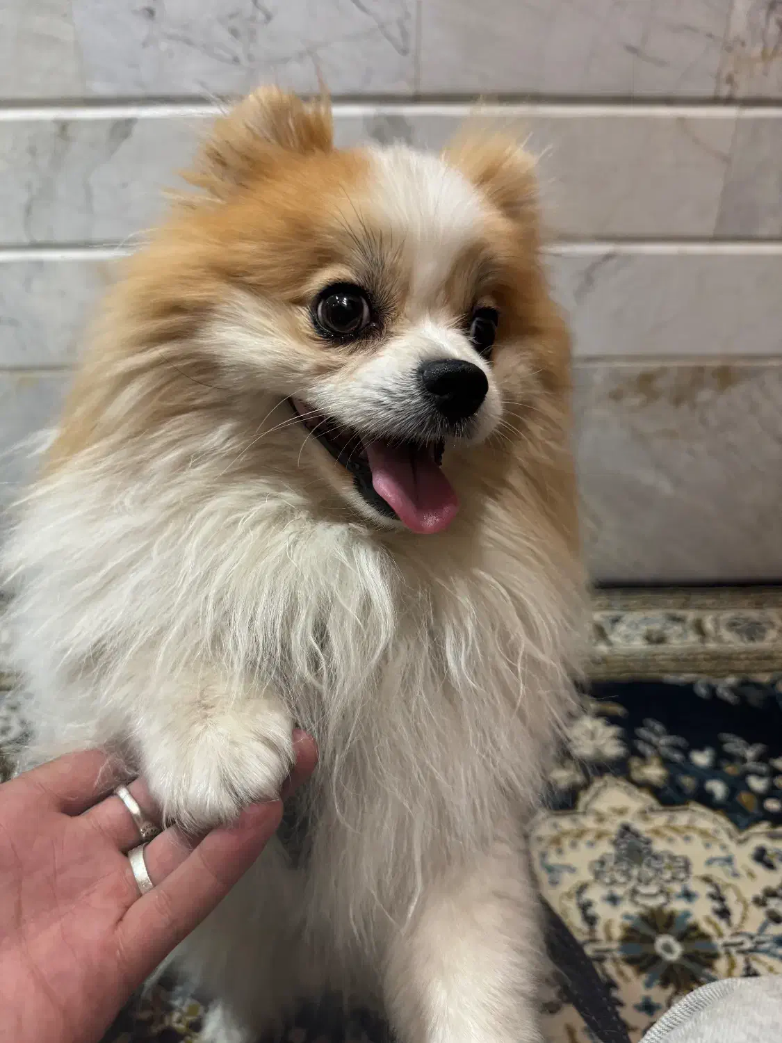 سگ پامر|سگ|قم, انصار‌الحسین|دیوار