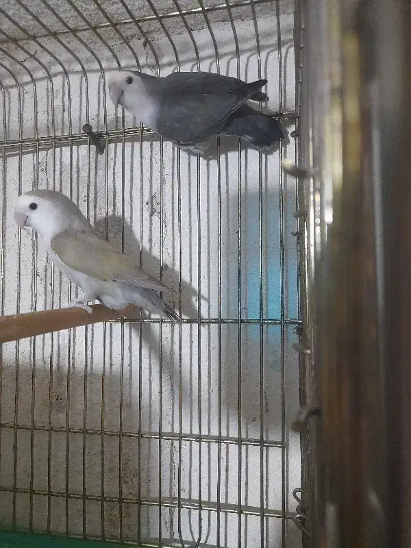 طوطی کوتوله رنگ خاص زینتی|پرنده|تبریز, |دیوار