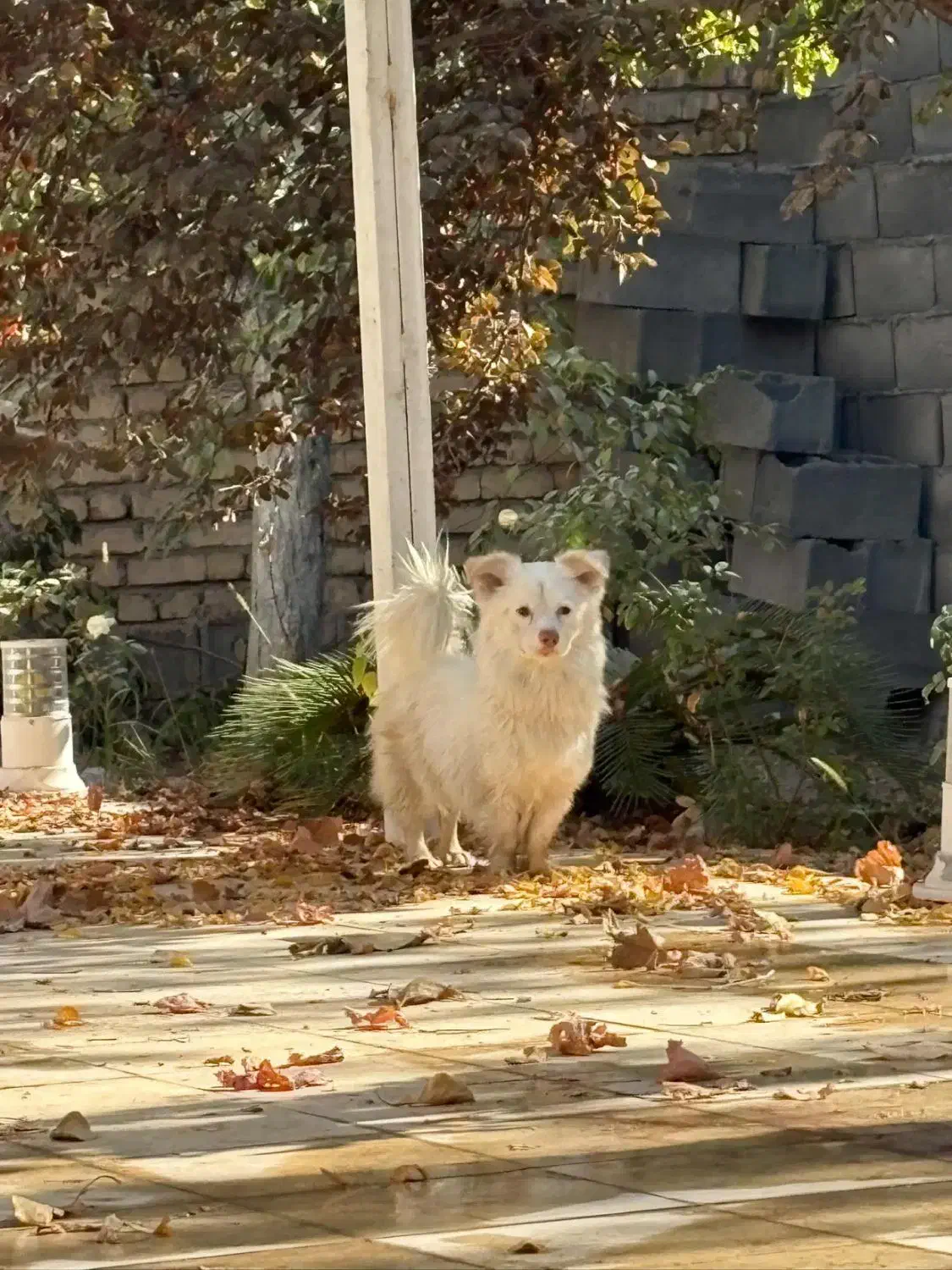 یک جفت سگ اشپیتز نر و ماده|سگ|فلاورجان, |دیوار