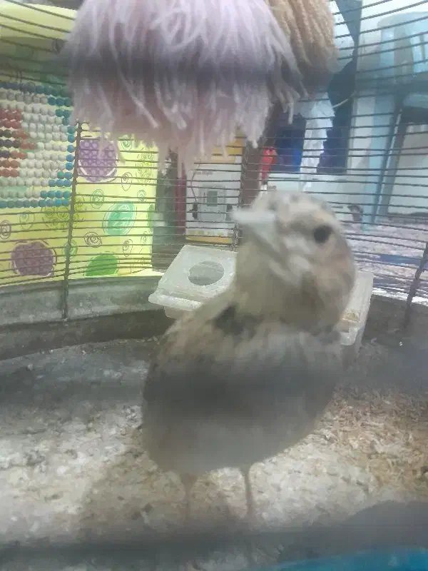 قناری|پرنده|شیراز, حومه شیراز|دیوار