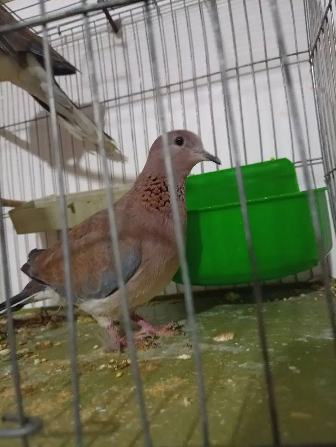 حمیدیه|پرنده|حمیدیه, |دیوار