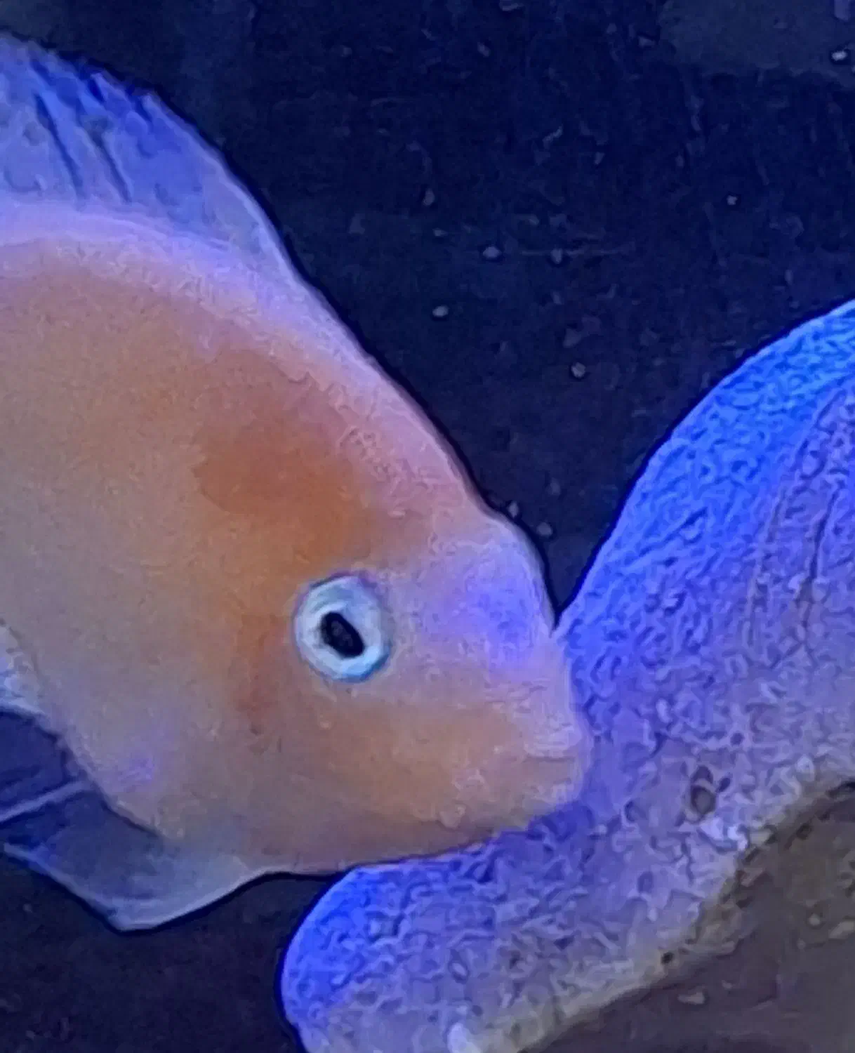 معاوضه یا فروش ماهی گوشتخوار (پرت و کت فیش)|ماهی|رشت, خمیران زاهدان|دیوار