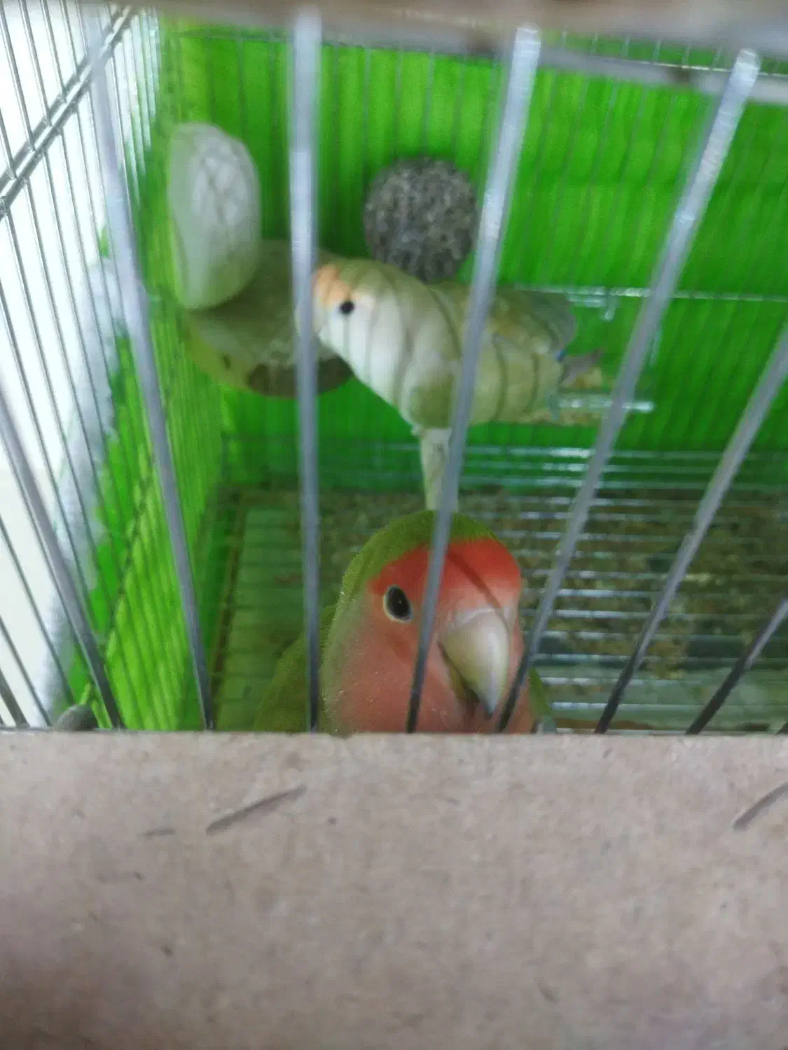 دوتا جوجه طوطی کوتوله 15روزه|پرنده|شاهین‌شهر, خانه کارگر|دیوار