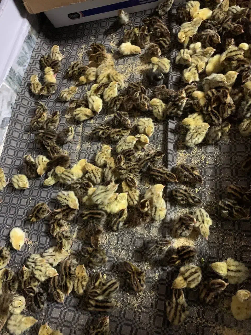 فروش جوجه بلدرچین|حیوانات مزرعه|گرگان, |دیوار