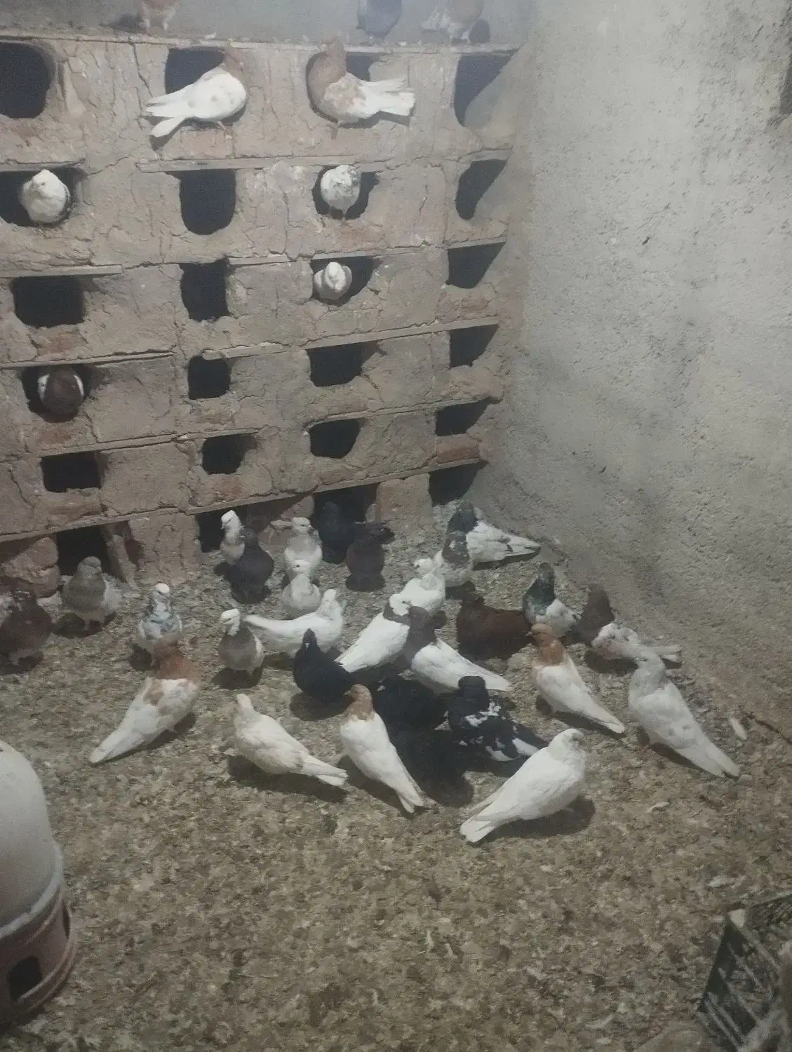 کبوتر|پرنده|عجب شیر, |دیوار