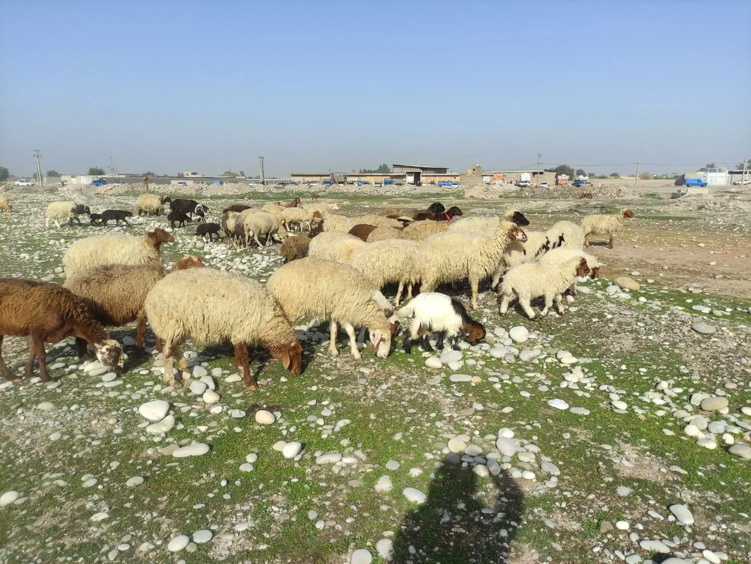 میش و بره عربی|حیوانات مزرعه|دزفول, |دیوار