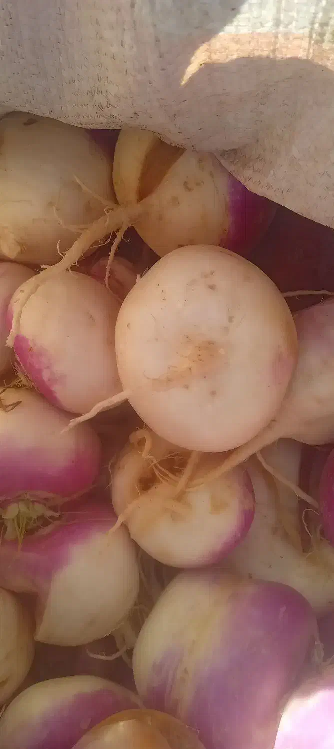 چغندر شلغم هویج خوراک گاو گوسفند|لوازم جانبی حیوانات|اصفهان, بوستان ناژوان|دیوار