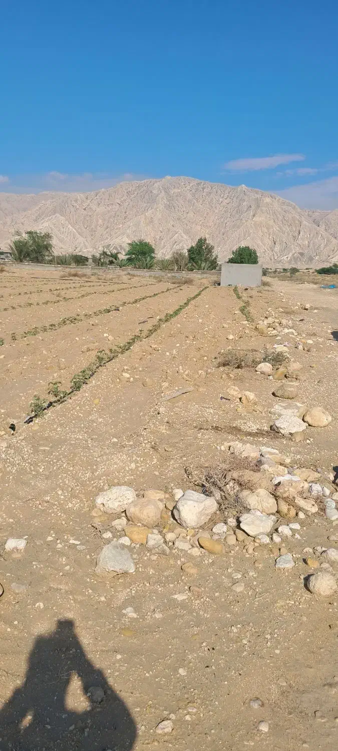 فروش زمین باغی 7000متر|فروش دفتر صنعتی، کشاورزی، تجاری|بندر دیر, |دیوار