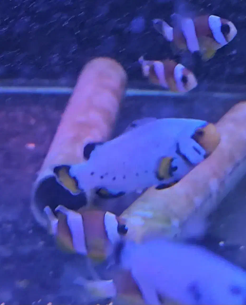 ABSHORماهی دلقک  آب شور|ماهی|تهران, جوادیه تهرانپارس|دیوار