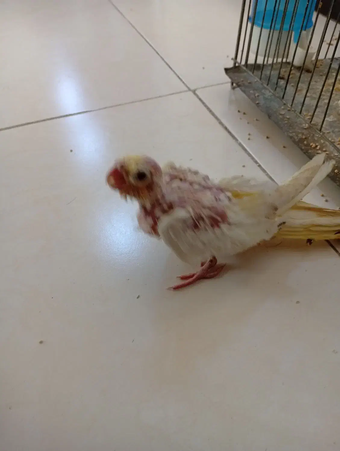 جوجه عروس هلندی|پرنده|شاهین‌شهر, خانه کارگر|دیوار