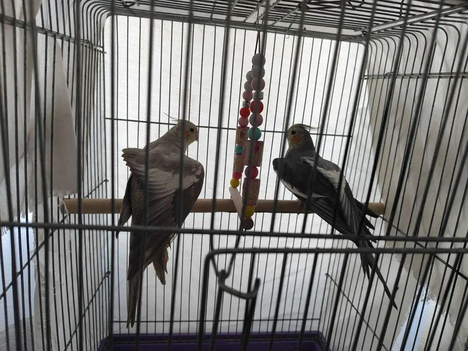 یه جفت عروس هلندی مولد|پرنده|هشتگرد, فاز ۱ مهستان|دیوار