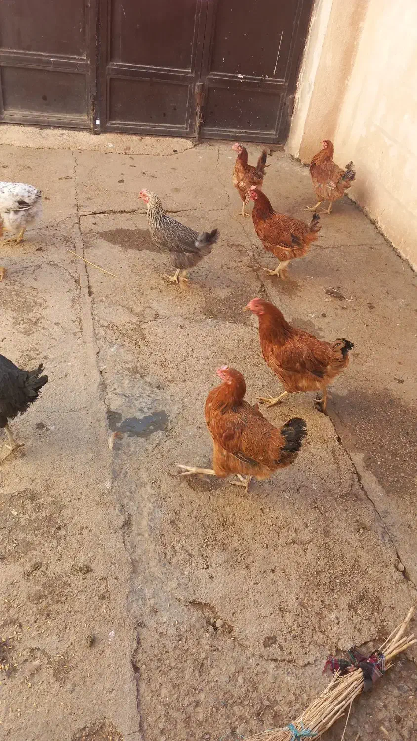 مرغ|حیوانات مزرعه|زاغه, |دیوار