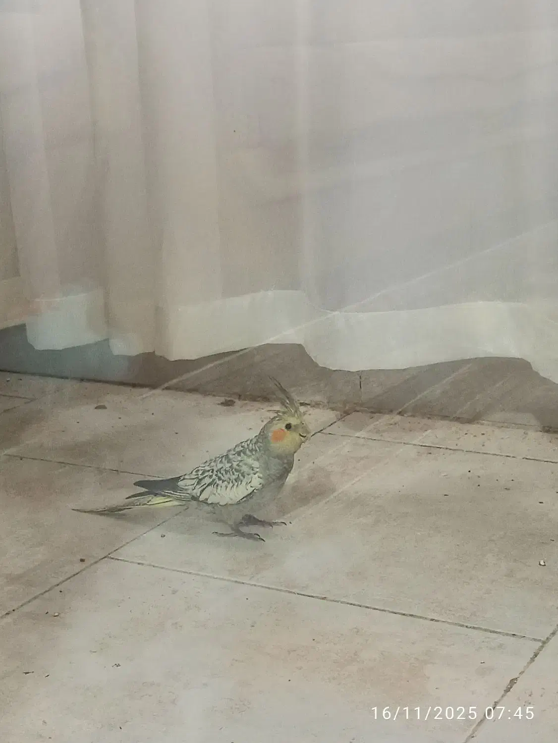 چهارتا عروس هلندی دو ماهه|پرنده|هشتگرد, شهرک پارسیان|دیوار