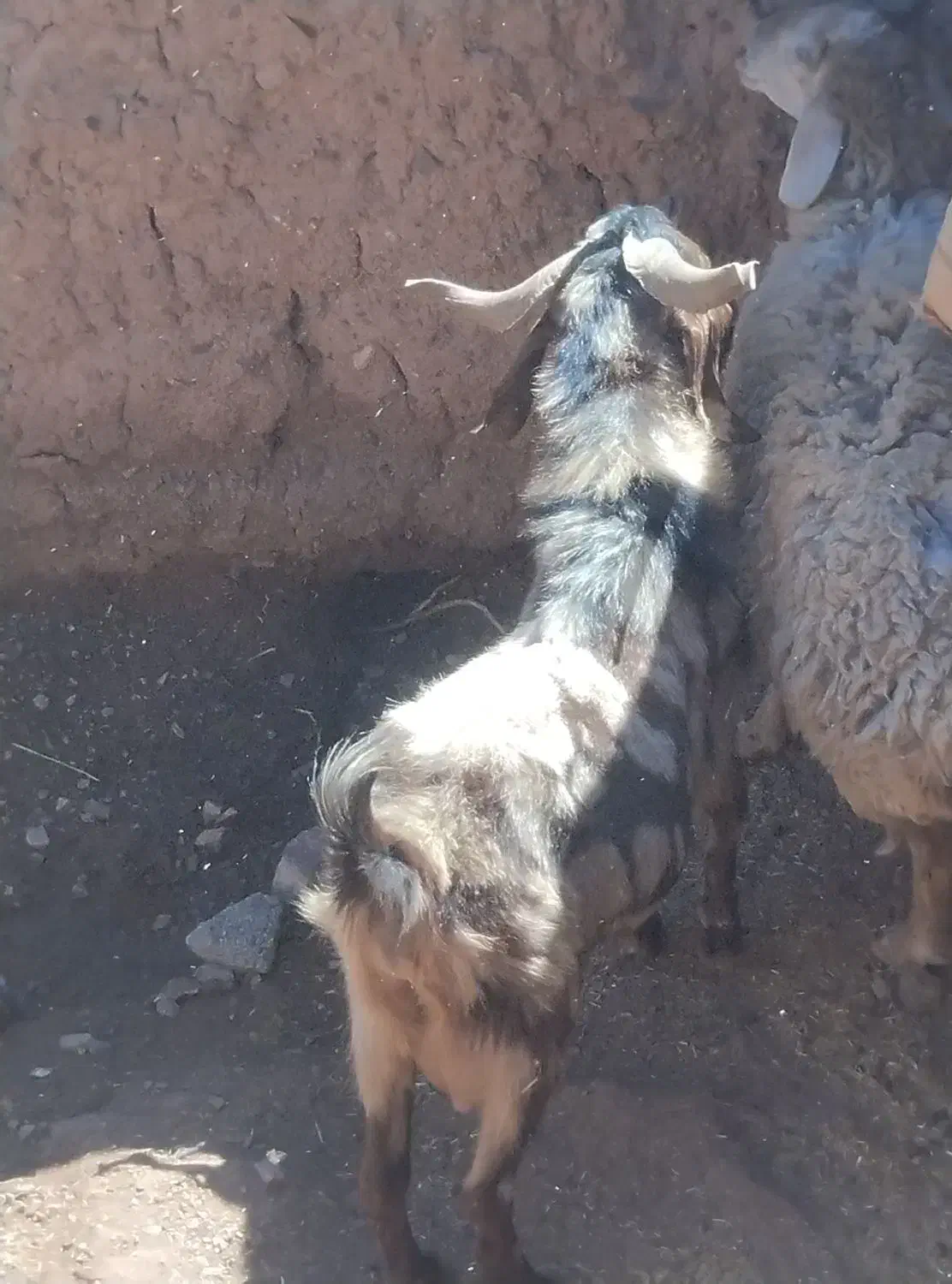 نربز پاکستانی برای نسل گیری|حیوانات مزرعه|تربت جام, رضاآباد|دیوار
