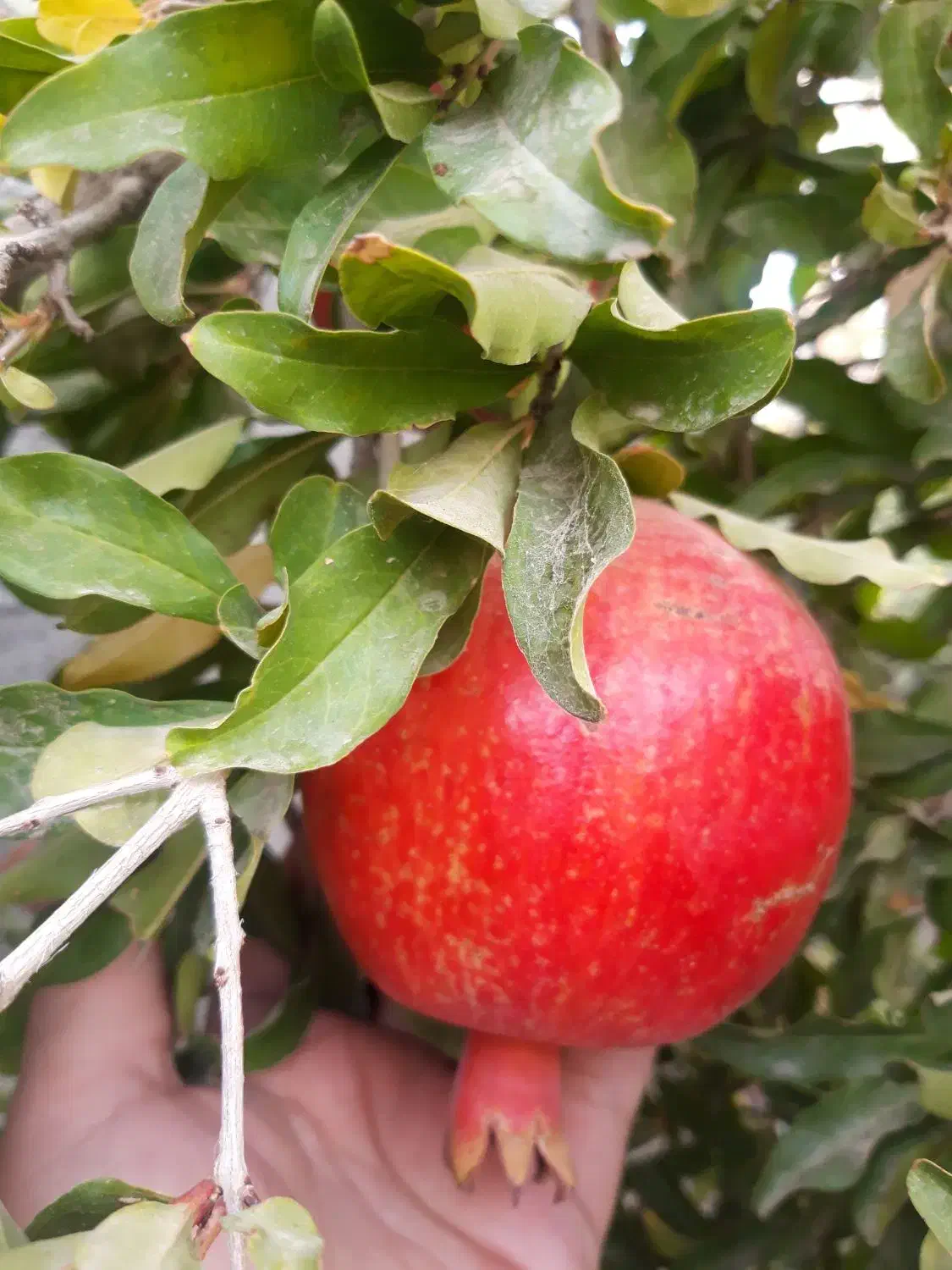 انار|خوردنی و آشامیدنی|قم, بنیاد|دیوار
