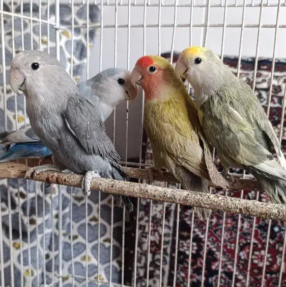 طوطی برزیلی|پرنده|همدان, |دیوار