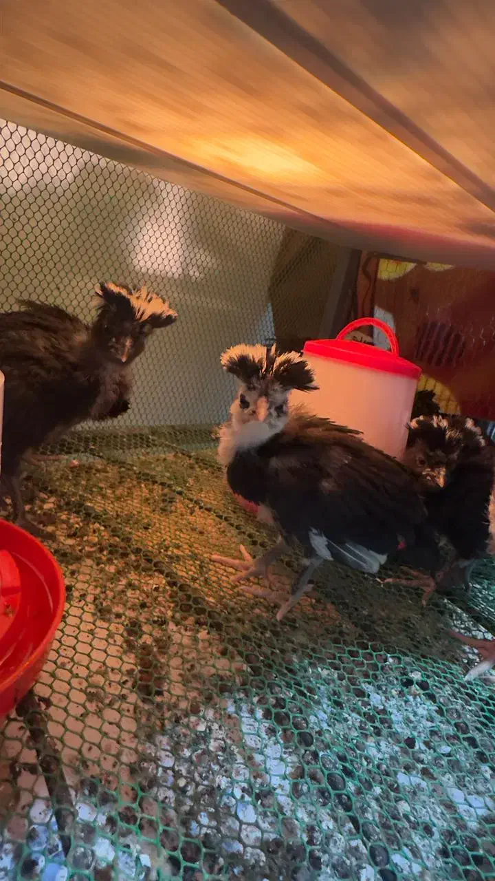 جوجه لهستانی ویاندوت ایام سمانی برهما مرغ وخروس|حیوانات مزرعه|رشت, گیل|دیوار