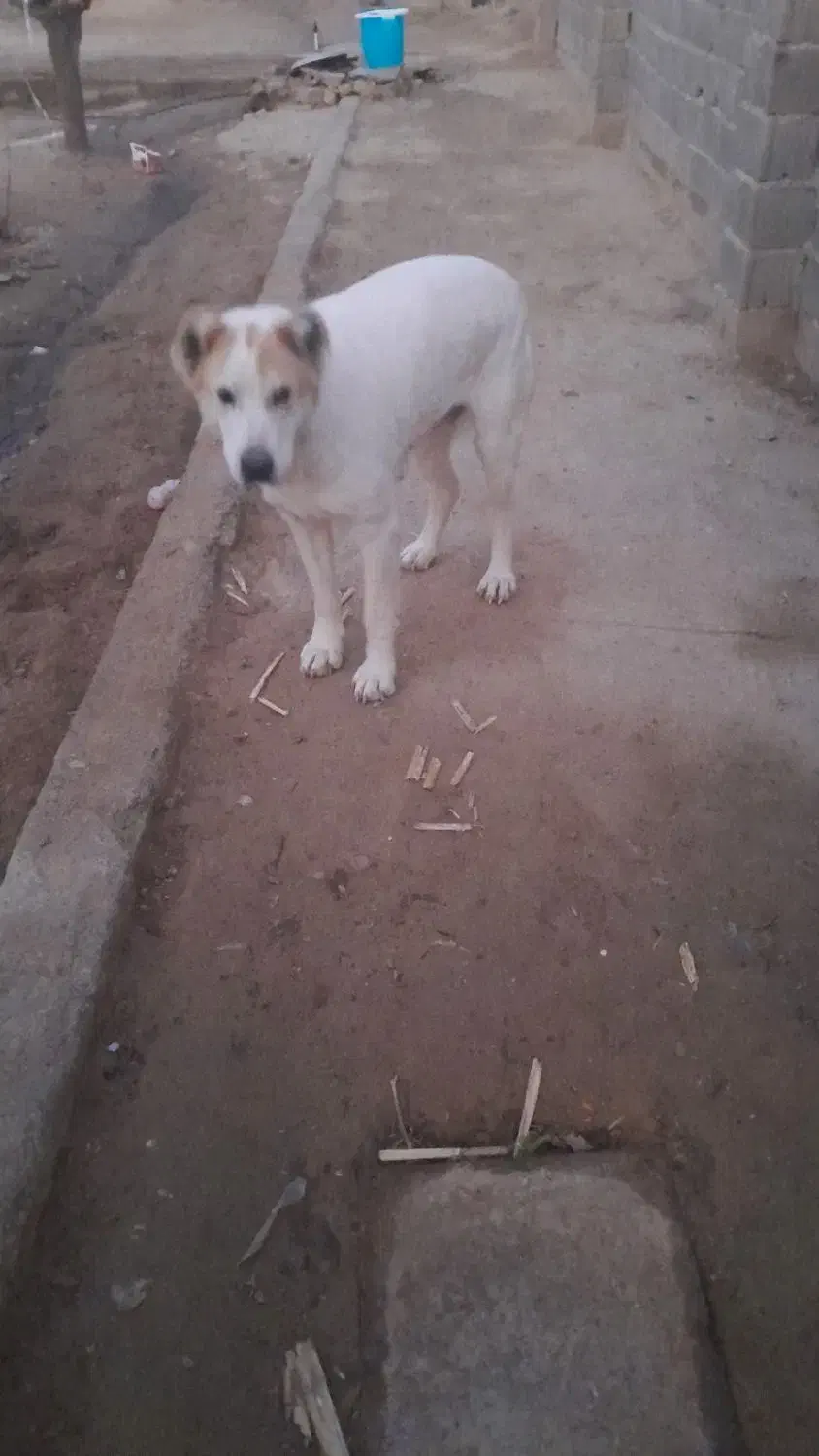 سگ ماده|سگ|اسفراین, |دیوار