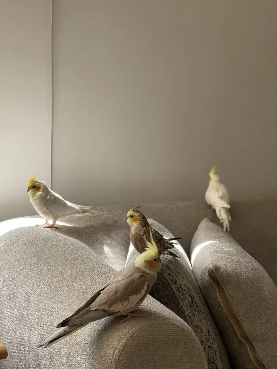 پرنده گمشده|حیوانات|یزد, |دیوار