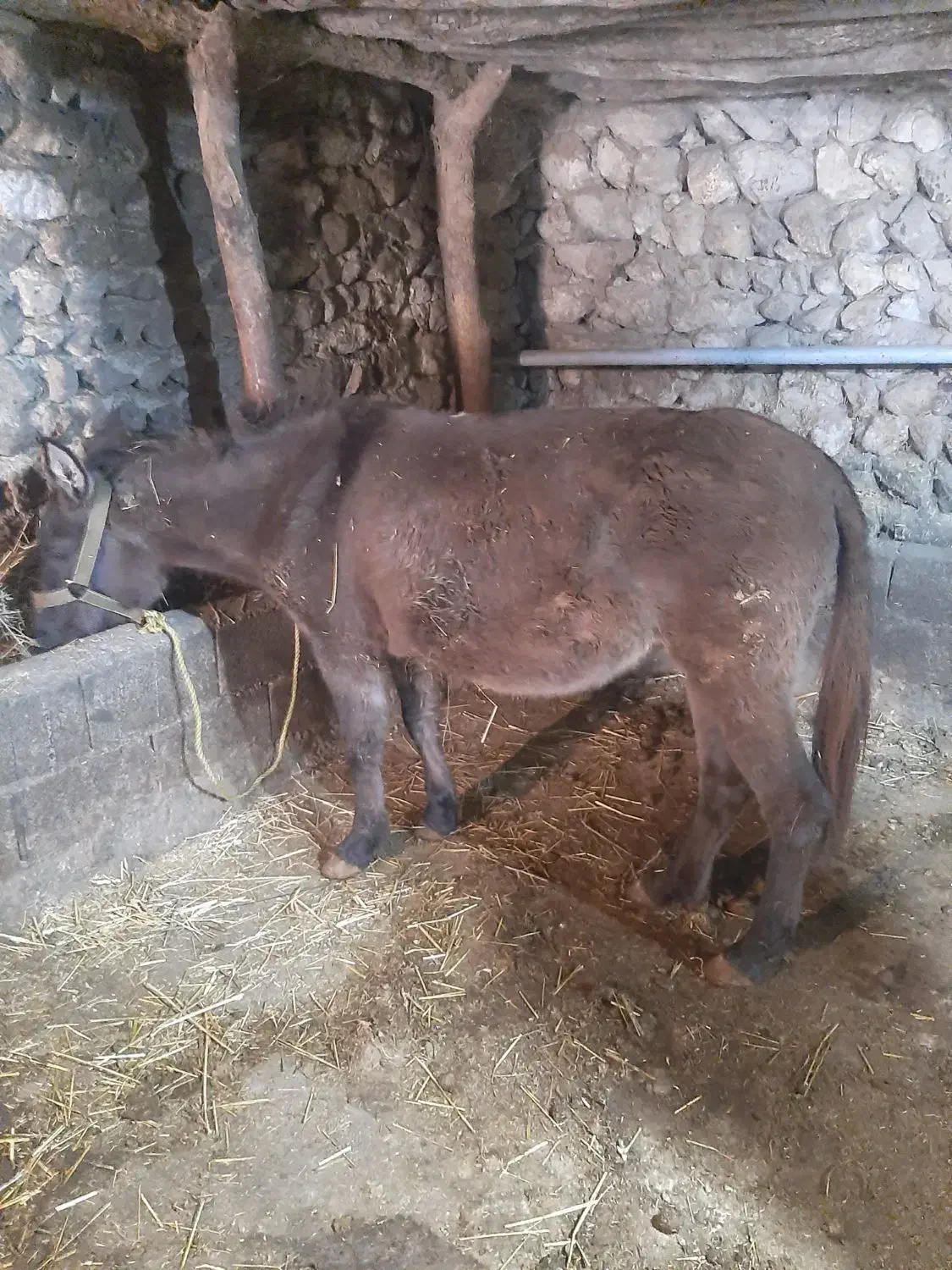 قاطر|حیوانات مزرعه|کلیبر, |دیوار