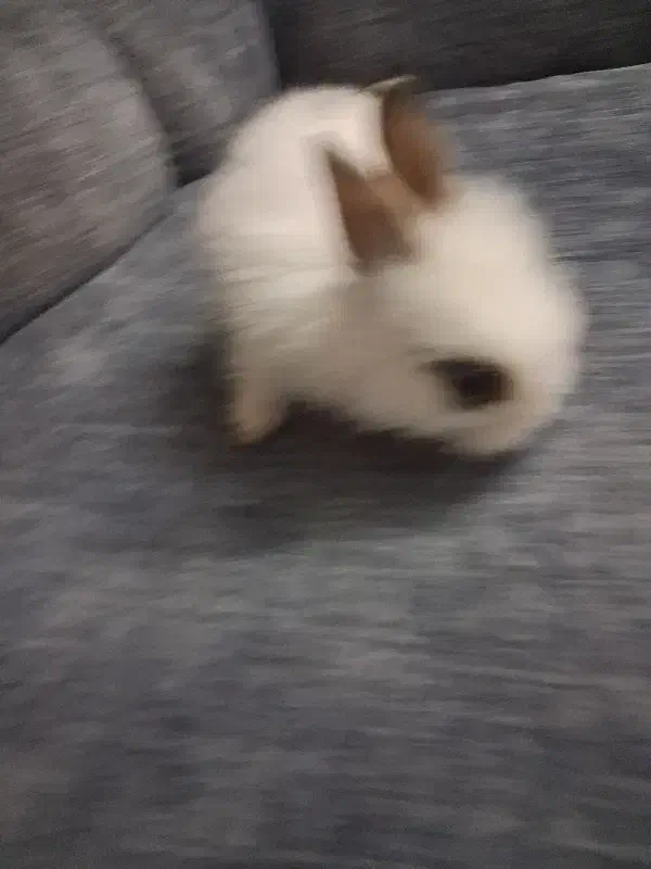 خرگوش|موش و خرگوش|تهران, راه آهن|دیوار