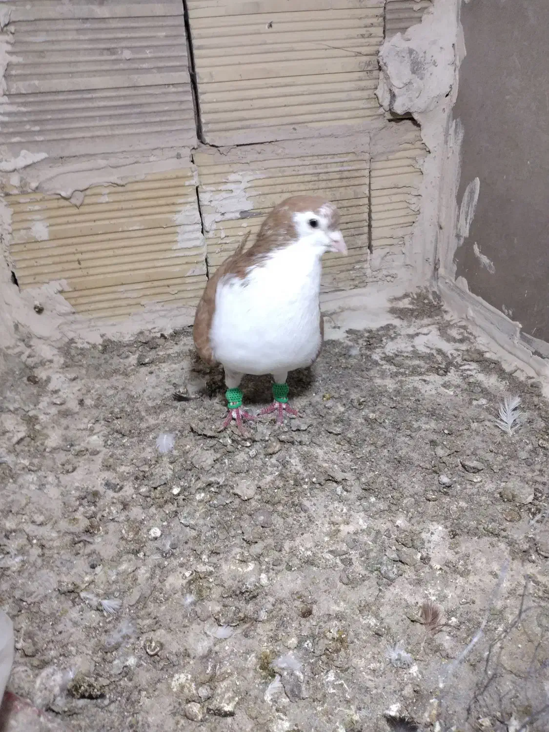 کفتر|حیوانات|مشهد, تبادکان|دیوار