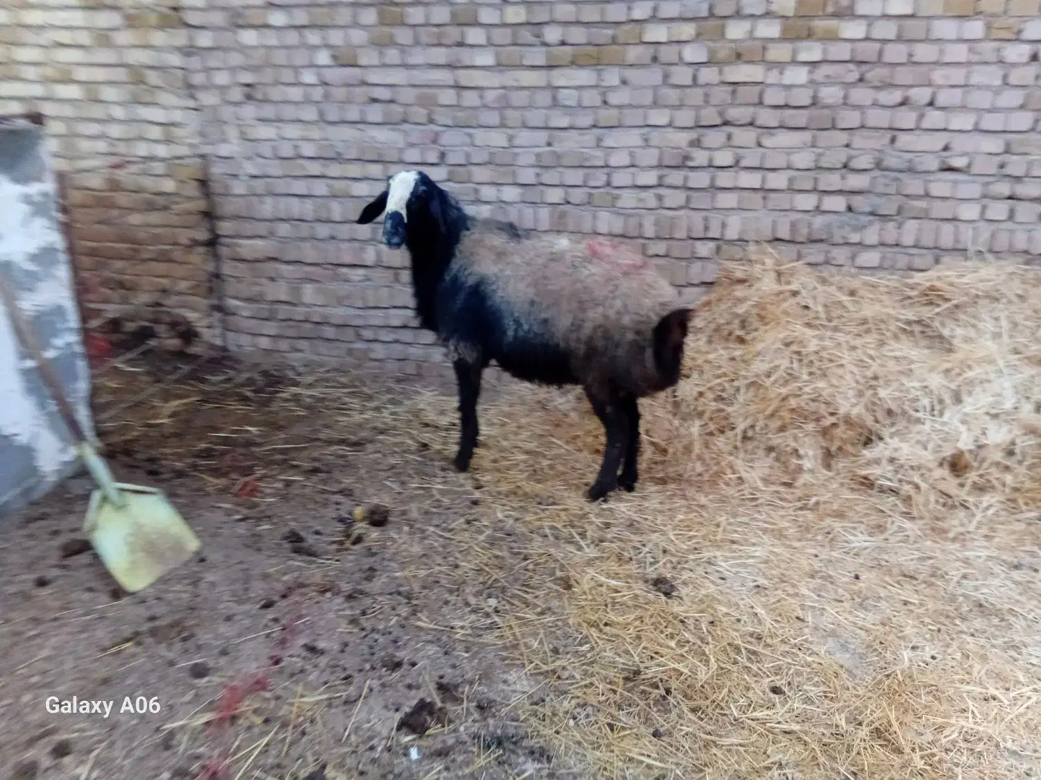 قوچ اصیل شال|حیوانات مزرعه|دشتابی, |دیوار