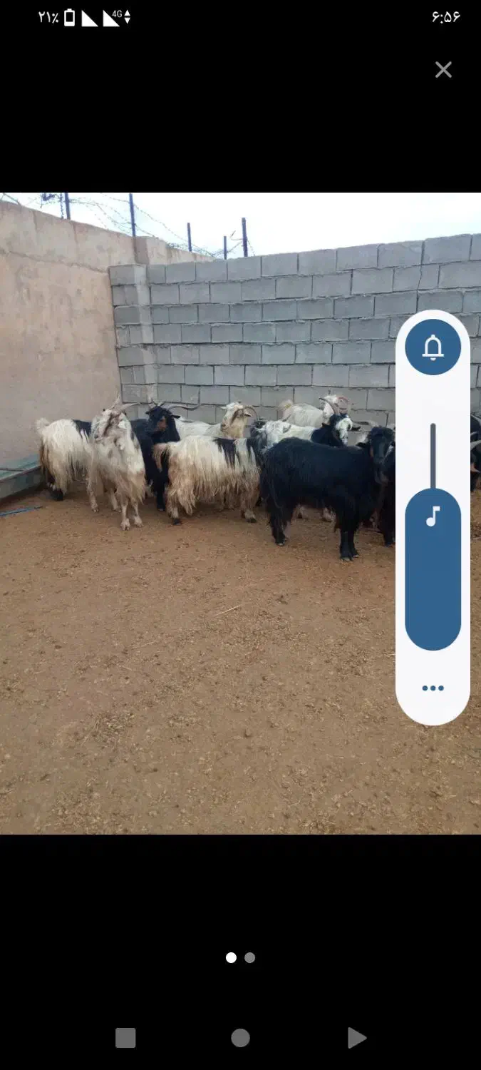 00000|حیوانات مزرعه|دورود, |دیوار