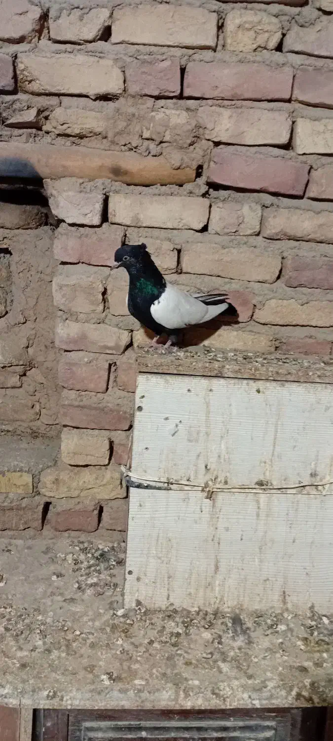 سینه سیاه ماده|پرنده|آشخانه, |دیوار