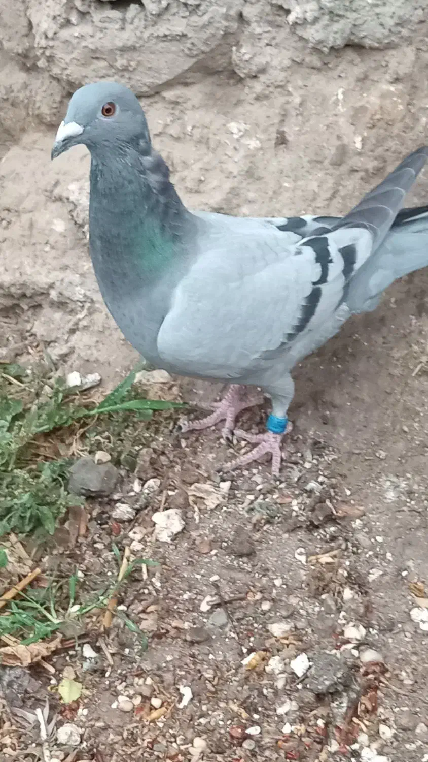 گبوترمسافتی|پرنده|مینودشت, |دیوار