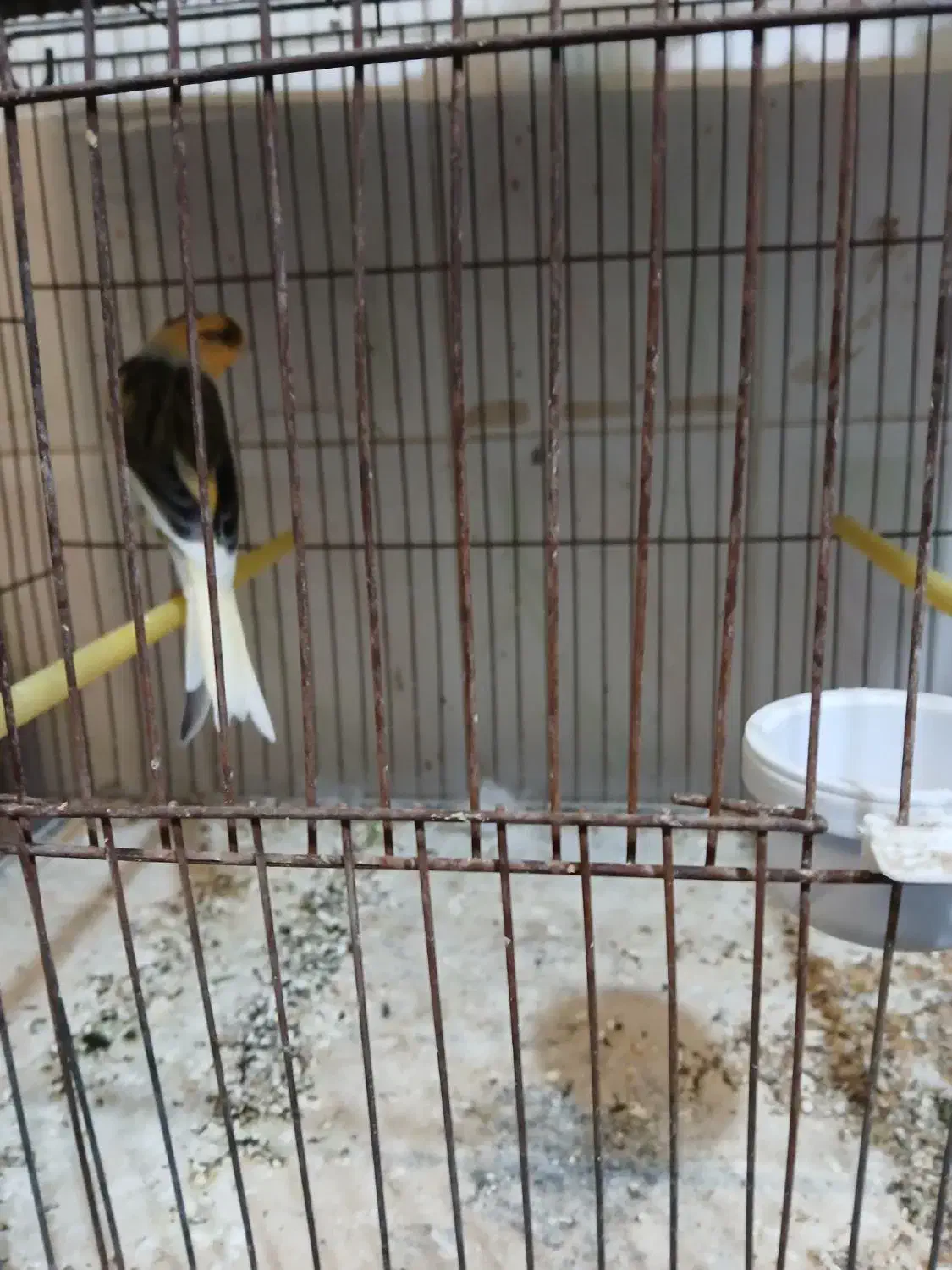 قناری|پرنده|اصفهان, فروردین|دیوار