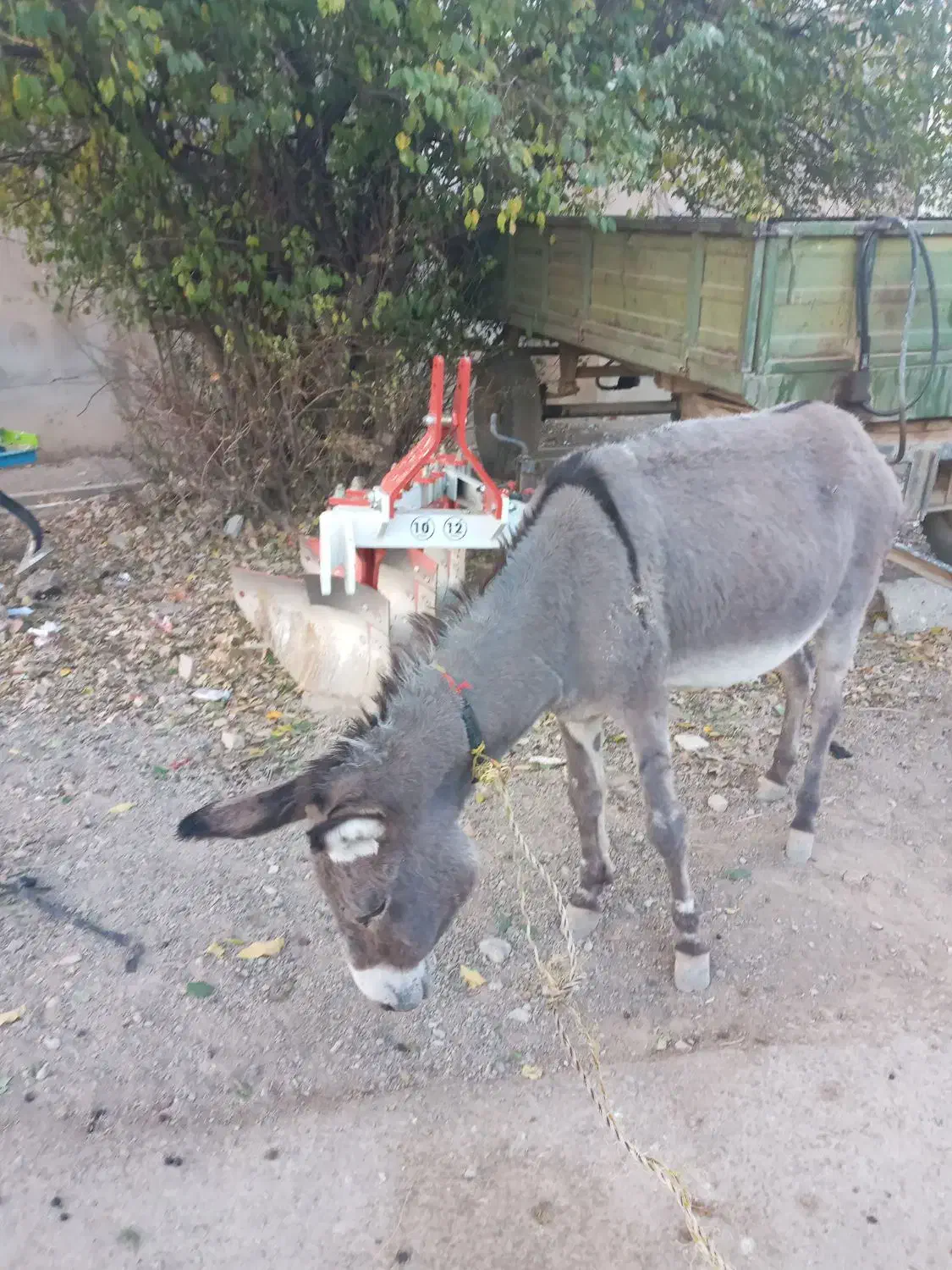 الاغ گله ای|حیوانات مزرعه|سنقر, |دیوار