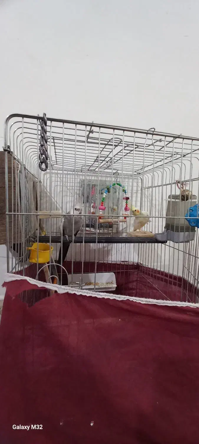 یک جفت عروس هلندی نر وات فیس|پرنده|الیگودرز, |دیوار