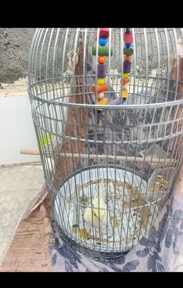 یک عدد عروس هلندی نر به همراه قفس و لوازم|پرنده|مشهد, ابوذر|دیوار