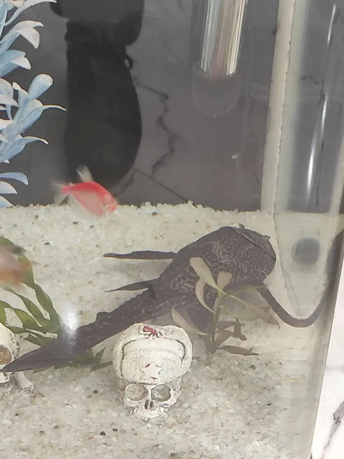 لجن خوار اسپرت|ماهی|ملایر, |دیوار