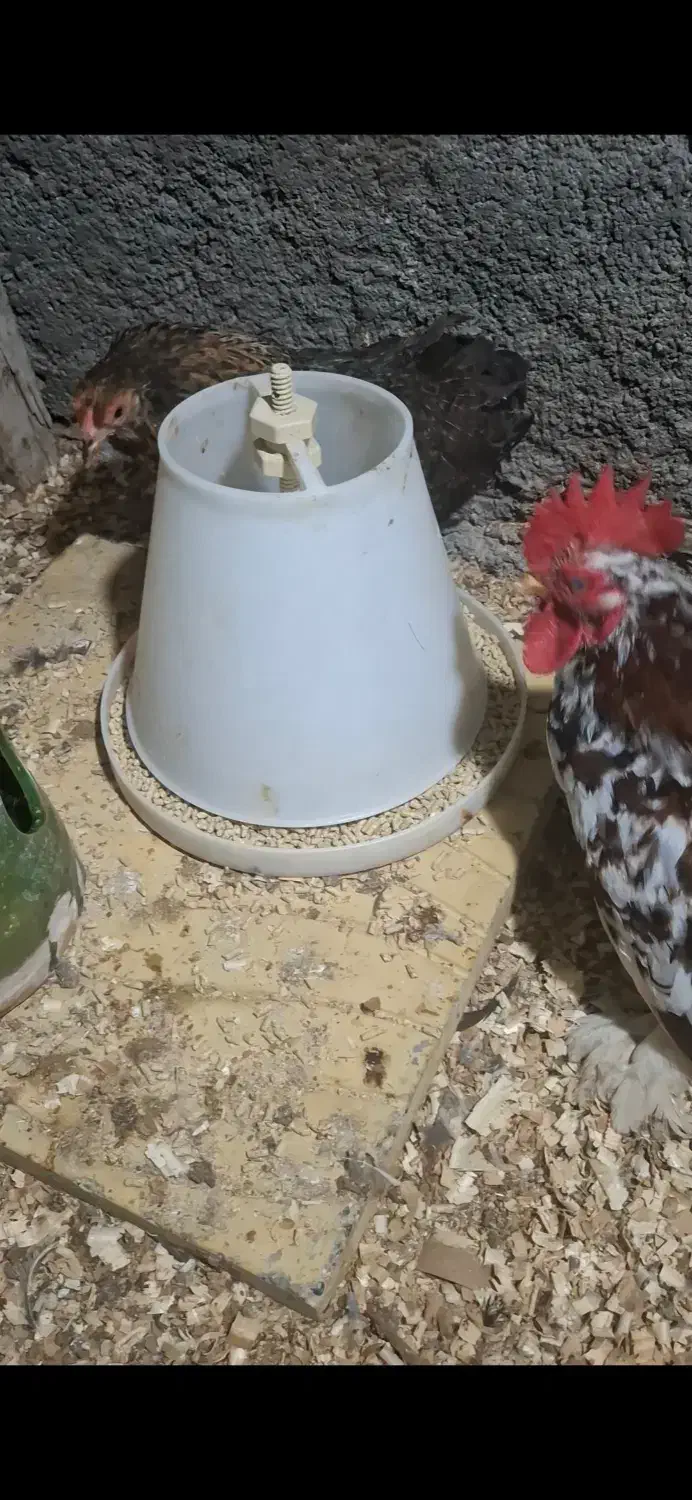 کوشین|حیوانات مزرعه|علیآباد کتول, |دیوار