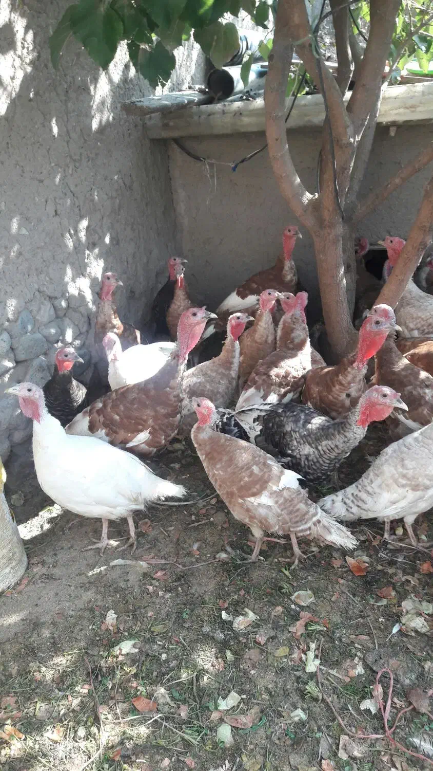 حراج فوری بوقلمون|حیوانات مزرعه|محمدیه-قزوین, |دیوار