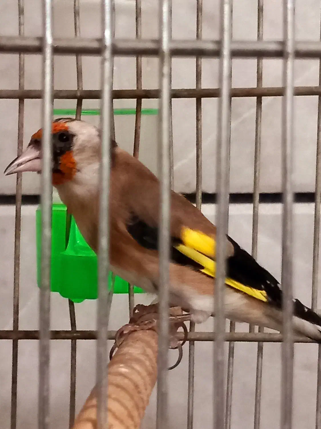 سهره قفسی|پرنده|خمینیشهر, |دیوار