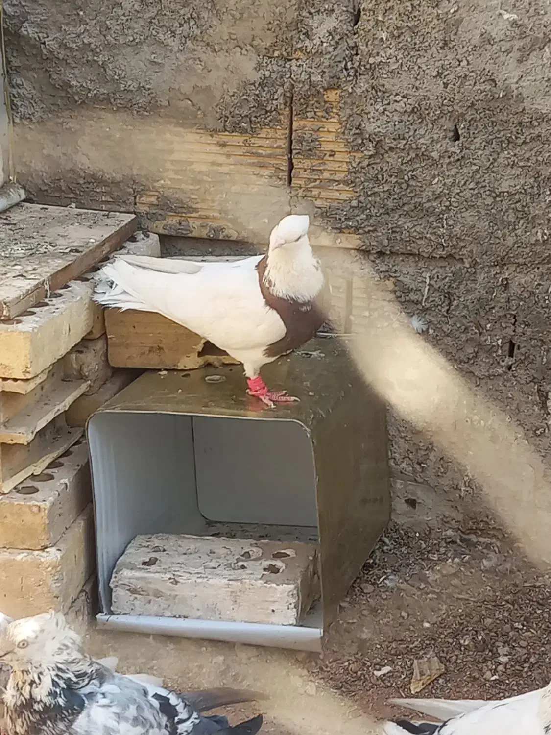 طوقی سرخ کاکول میخ بی غلتی|پرنده|ابریشم, |دیوار