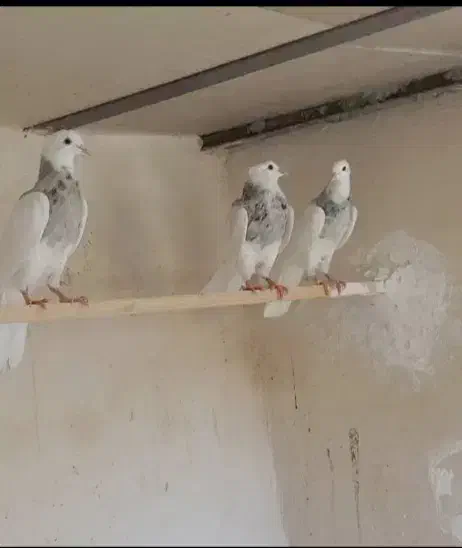 طوقی|پرنده|فشاپویه, |دیوار