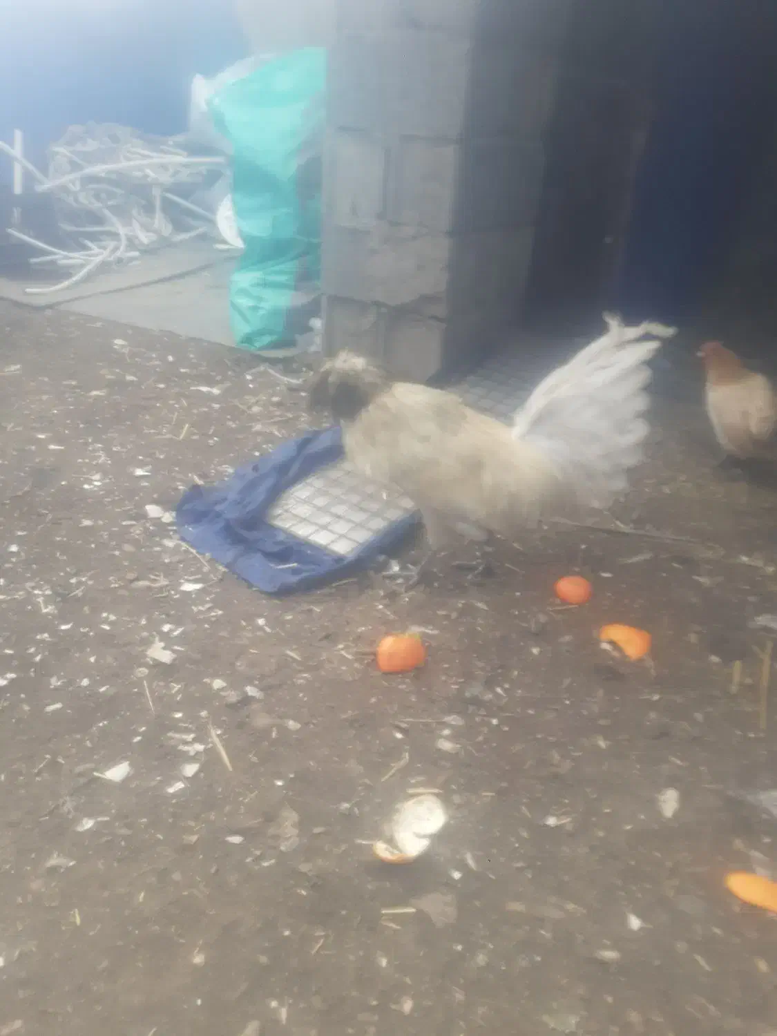 خروس مرغ|حیوانات مزرعه|قزوین, |دیوار