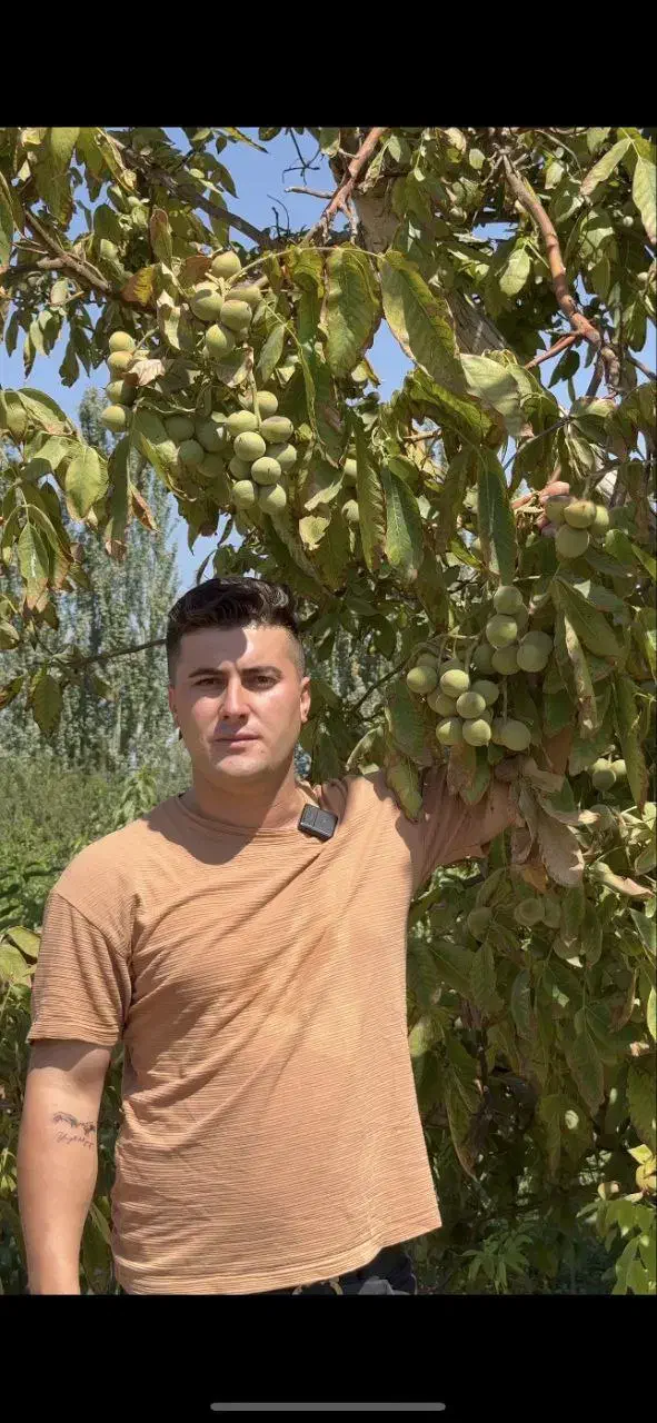 خرید نهال اصلاح شده همراه با کود و نهال رایگان|خدمات باغبانی و درختکاری|رودبار, |دیوار