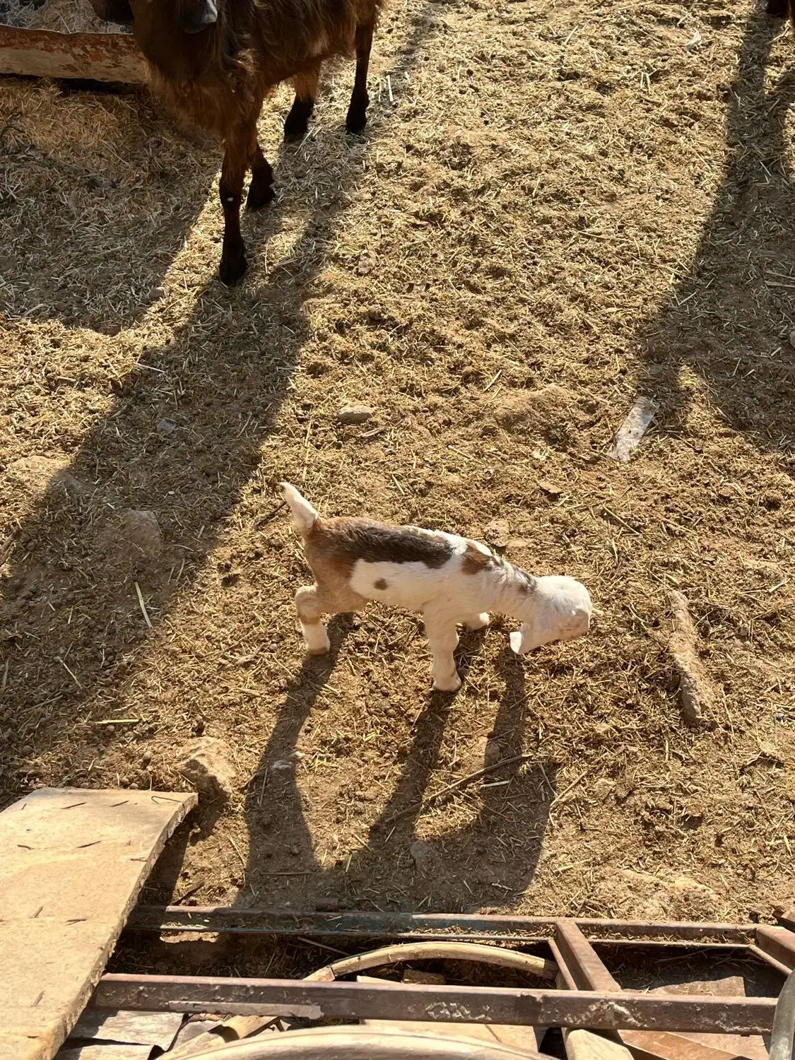 بز نژاددار|حیوانات مزرعه|دره شهر, |دیوار