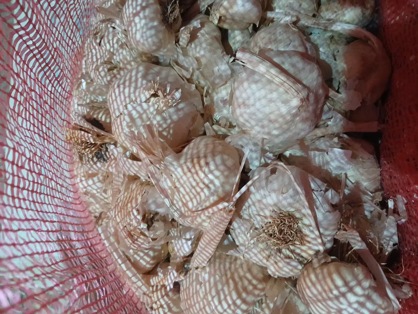 سیر بذری|خدمات باغبانی و درختکاری|صحنه, |دیوار