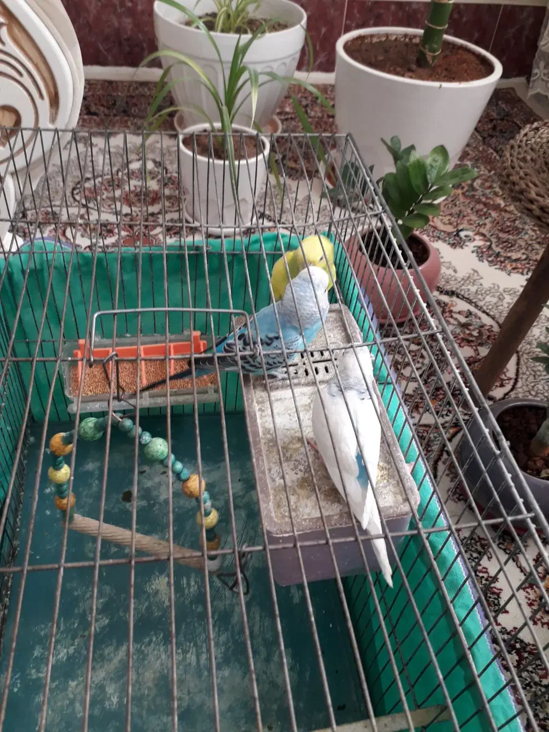 پرنده|پرنده|سنندج, |دیوار